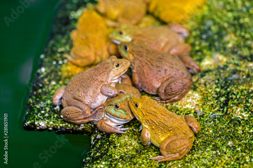 Fotografie Frogs wait to catch insects to eat as food.