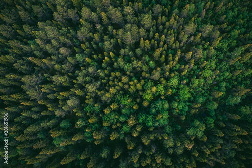 Drone photography summer green trees in forest Finland aerial top view
