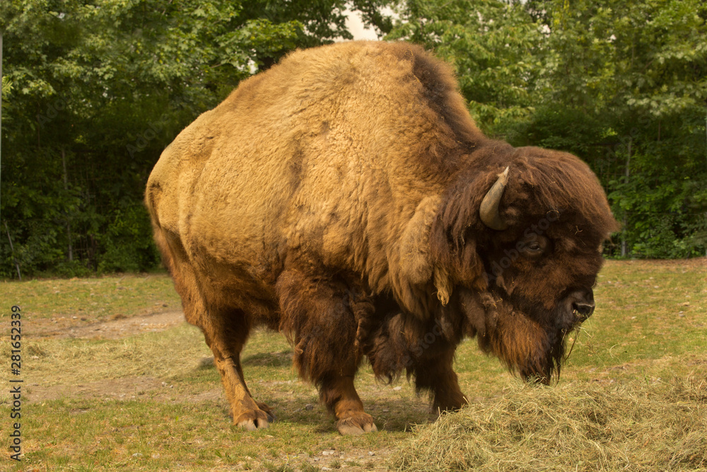 American bison, American buffalo (Bison bison). American bison, American buffalo (Bison bison).