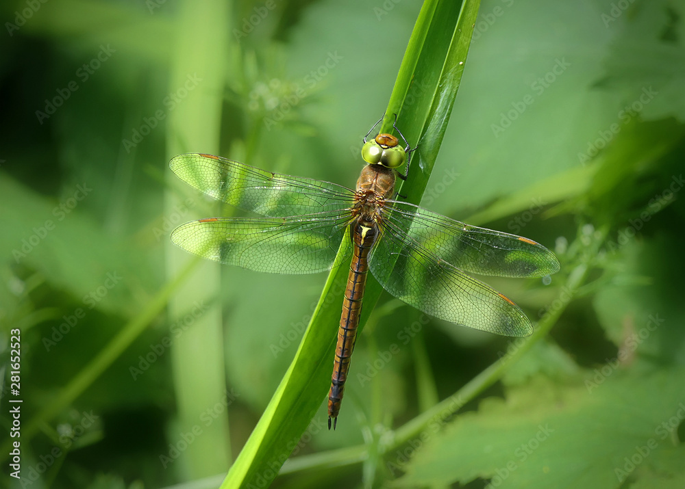 dragonfly on leaf dragonfly on leaf