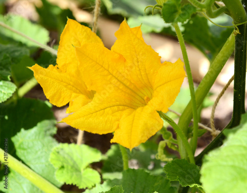 Bright yellow flowers of a cucurbit plant