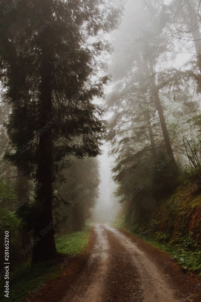 Mysterious forest with fog in autumn with a road and pine trees Mysterious forest with fog in autumn with a road and pine trees