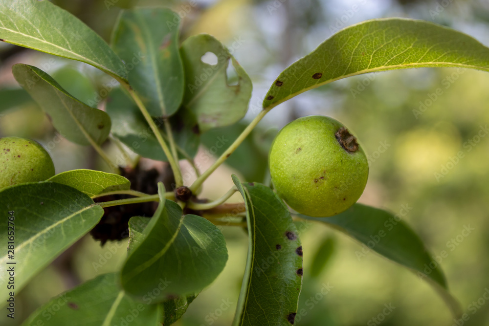 Small Green Unripe Wild Pear Fruit Closeup