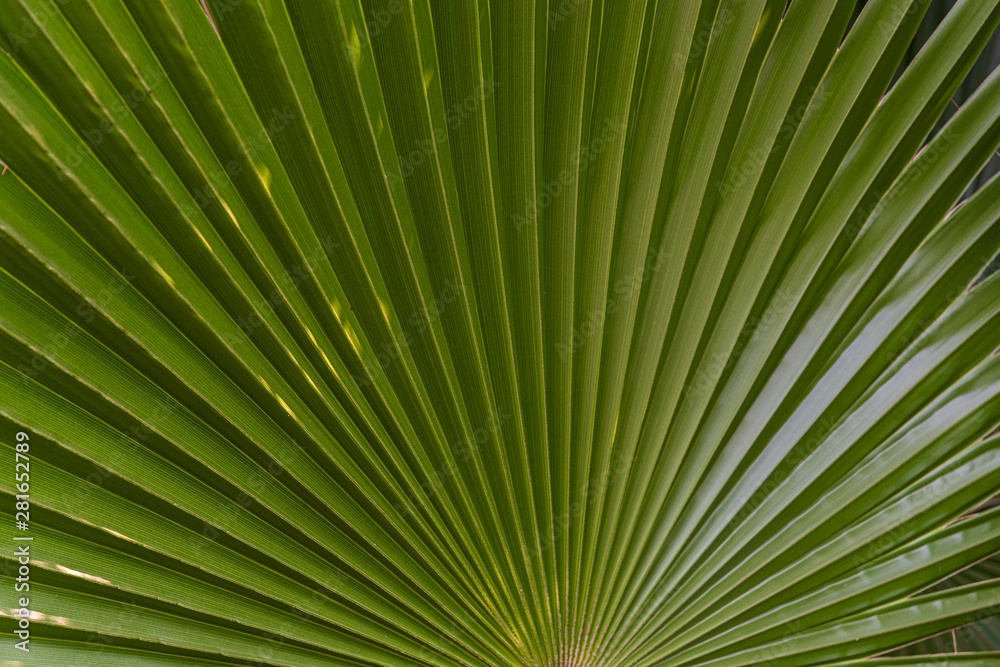 Fragment of a green leaf of a palm tree close-up Fragment of a green leaf of a palm tree close-up
