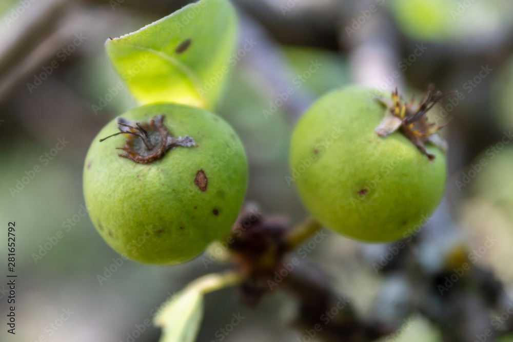 Wild Pear Branch With Small Unripe Green Fruits Wild Pear Branch With Small Unripe Green Fruits