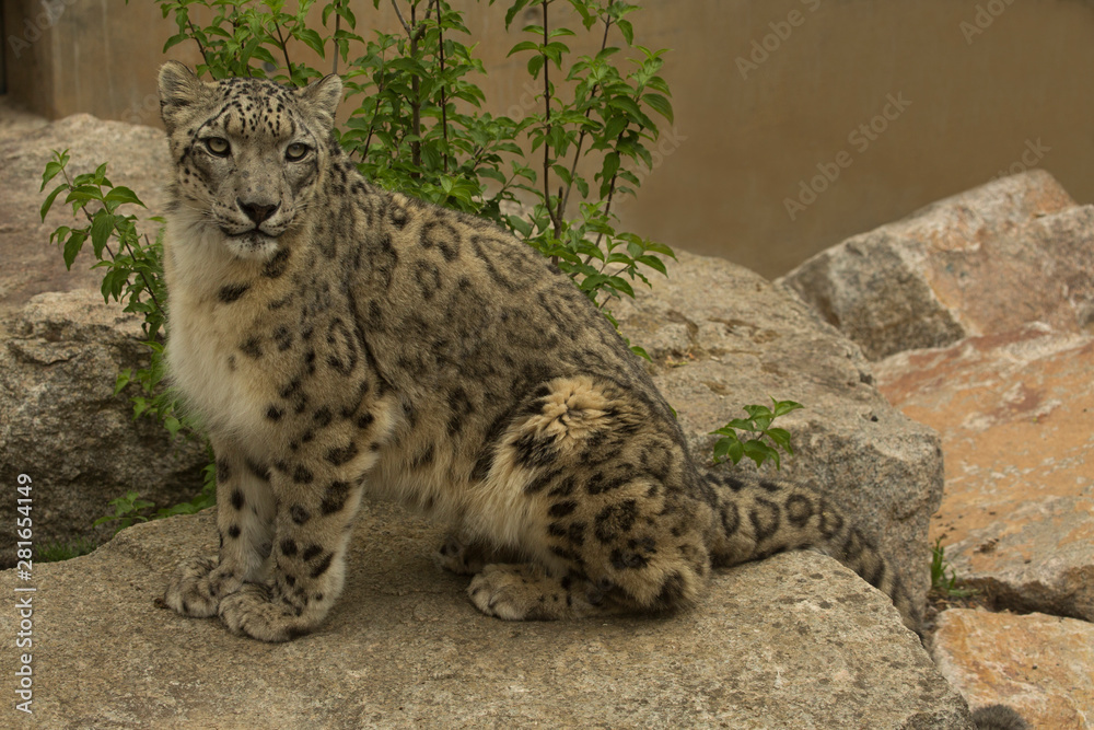 Snow leopard (Panthera uncia) in zoo. Snow leopard (Panthera uncia) in zoo.
