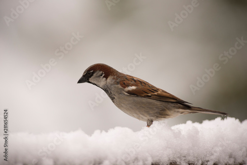 Sparrow, little bird that can be found around the world. Brown, small and friendly.