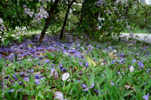 Wallpaper Mural purple flowers in the garden Torontodigital.ca