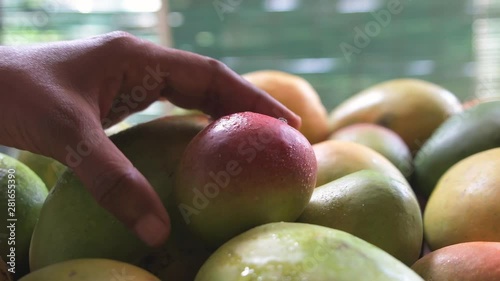 Dolly in and closeup of a person picking up a red mango from a pile of mangoes photo