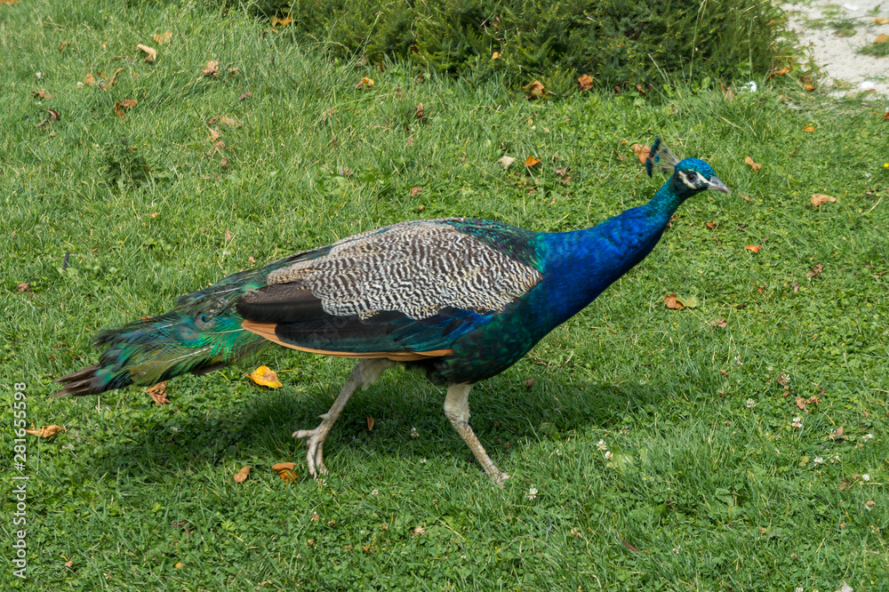 Fototapeta premium Wild peacock walking on grass