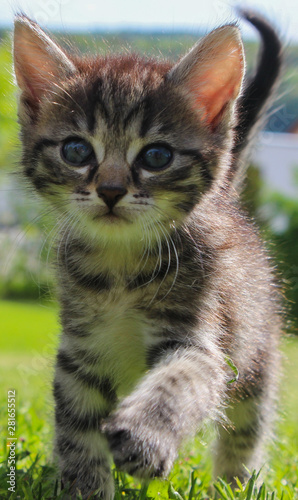 cute grey citten photo