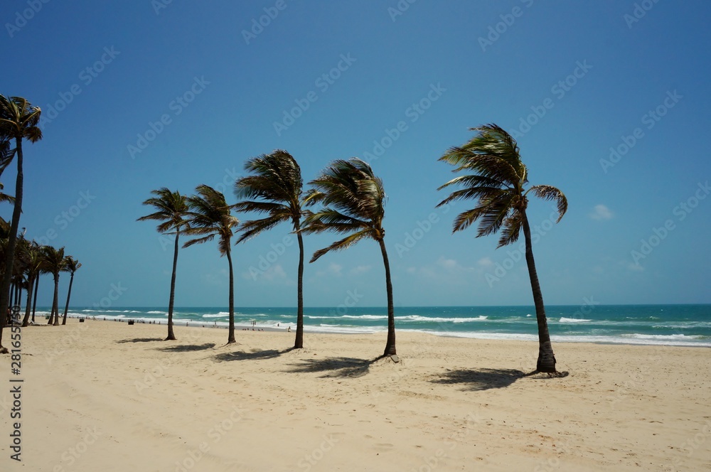 Coconuts tree on the beach of Ceará Brazil Coconuts tree on the beach of Ceará Brazil