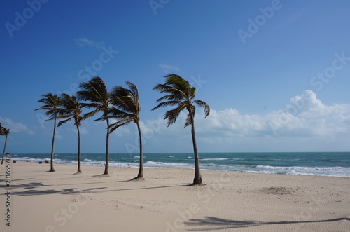 Coconuts tree on the beach of Ceará Brazil