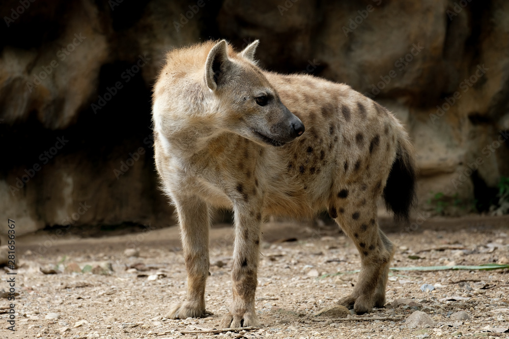 Hyena