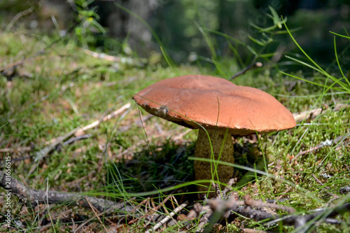 Mushroom boletus in the forest glade