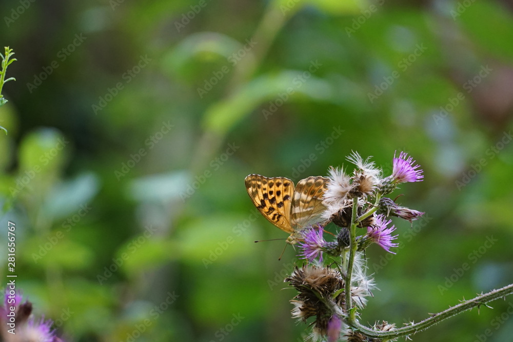 Obraz premium Orangener Schmetterling