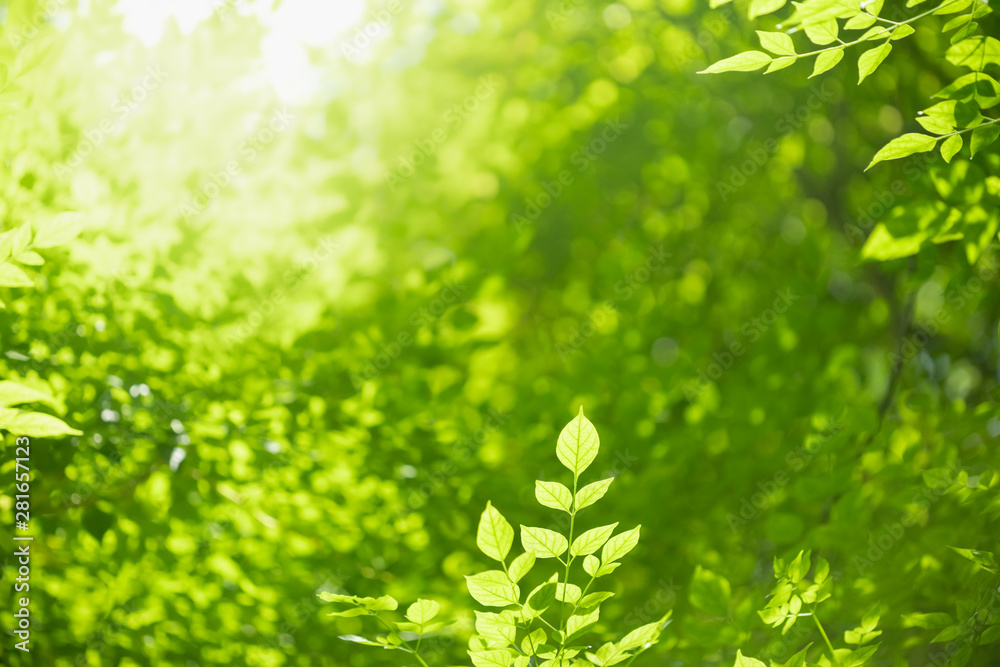 Obraz premium Close up of nature view green leaf on blurred greenery background under sunlight with bokeh and copy space using as background natural plants landscape, ecology wallpaper concept.