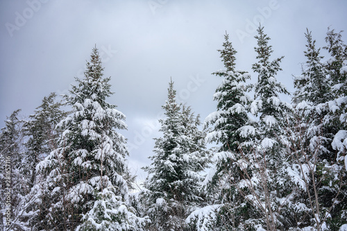 snow covered pine trees © Vicky