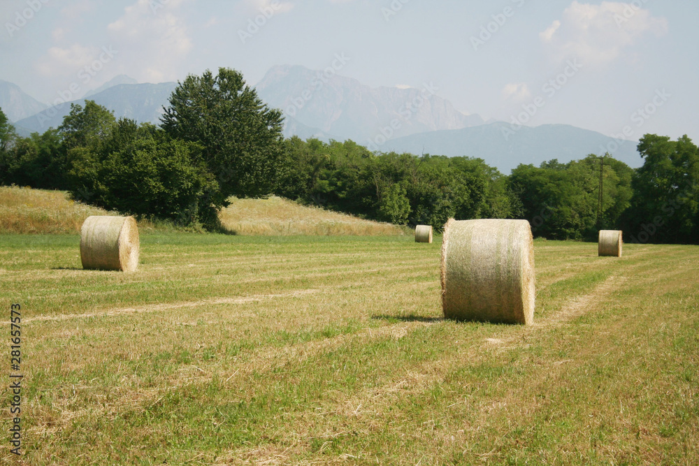Dry hay bales in the meadow. Alfalfa field harvested on summer in northern Italy