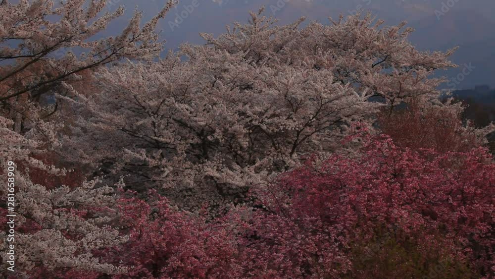 View of cherry trees in mountains, Nakagawa, Kamiina, Nagano Prefecture View of cherry trees in mountains, Nakagawa, Kamiina, Nagano Prefecture