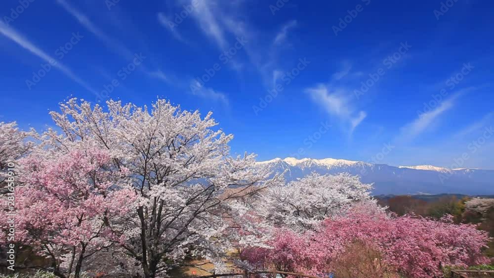 View of cherry blossoms with mountains in background View of cherry blossoms with mountains in background