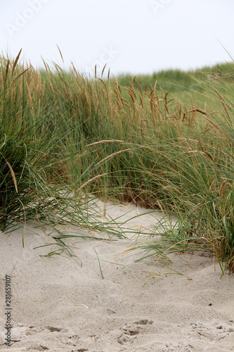 grünes gras am strand auf der nordsee insel juist deutschland fotografiert an einem sonnigen tag während eines spaziergangs