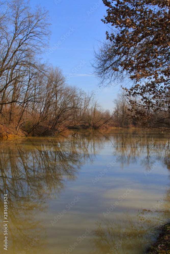 Landscape depicting a pond among the vegetation