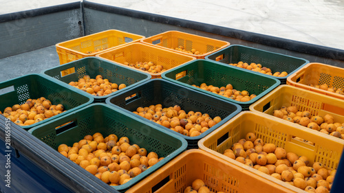 a Japanese medlar is round and small yellow fruit