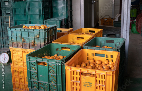 a Japanese medlar is round and small yellow fruit photo