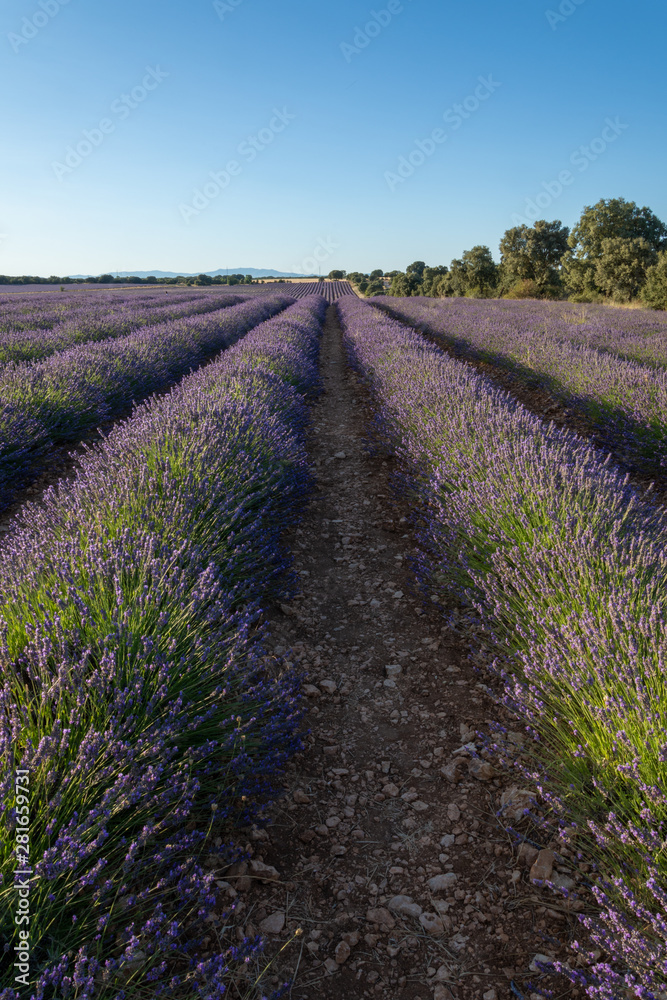 Close-up of vertical lavender rows with trees in the background in Brihuega, Spain, Europe