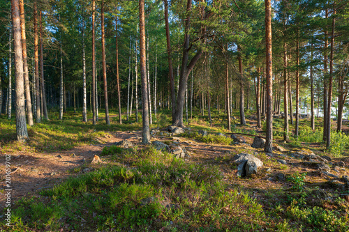 Beautiful finnish forest at sunrise light landscape