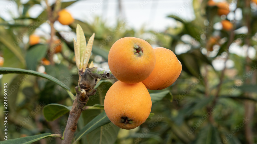 a Japanese medlar is round and small yellow fruit a Japanese medlar is round and small yellow fruit