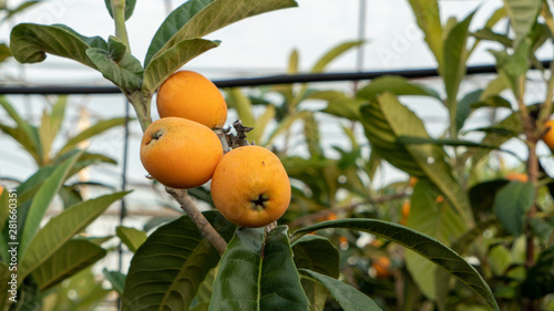 a Japanese medlar is round and small yellow fruit