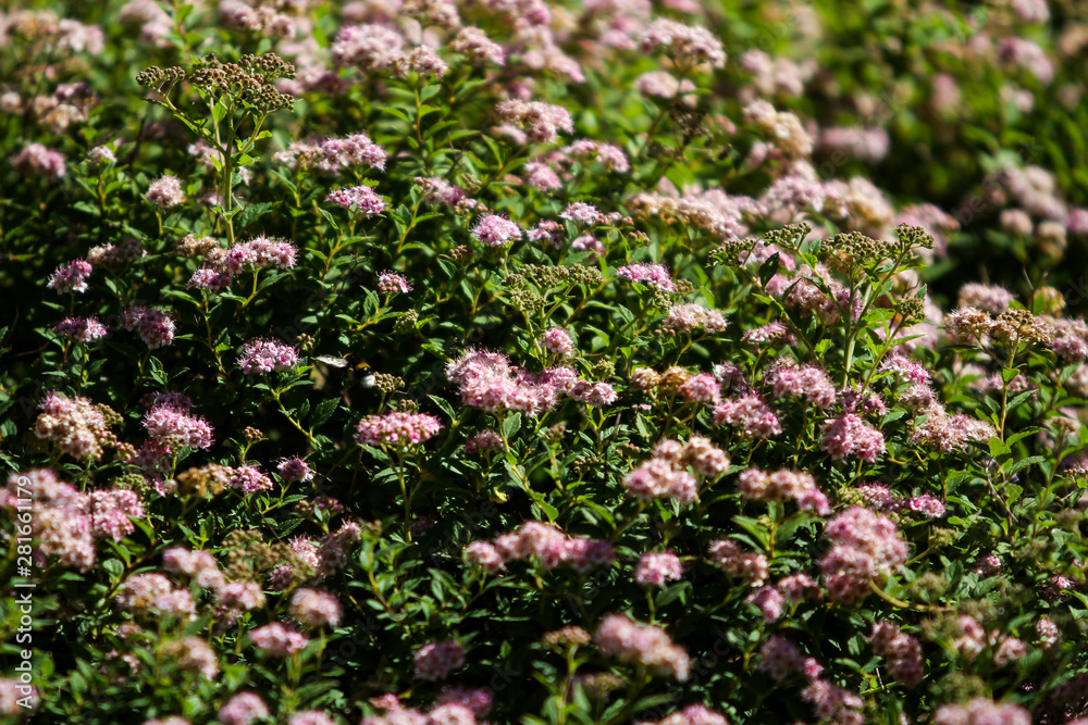 Small, beautiful pink flowers in a countryside home park garden in a sunny day. Small, beautiful pink flowers in a countryside home park garden in a sunny day.