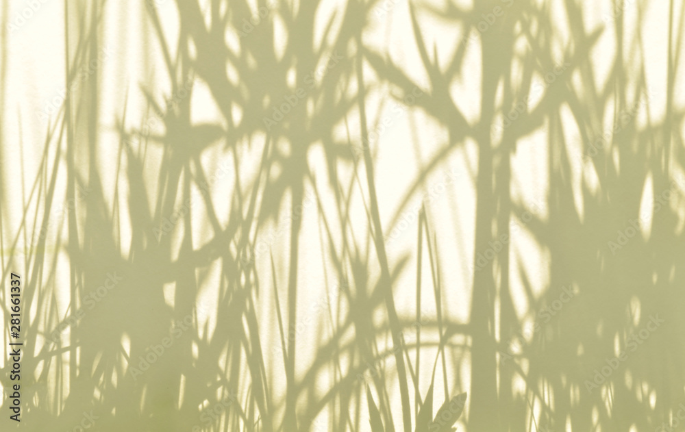 Obraz premium Summer background of shadows branch leaves on a white wall. White and Black for overlaying a photo or mockup