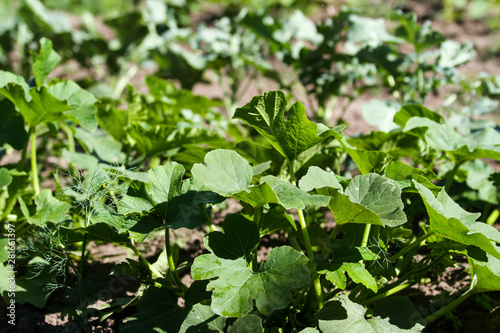 Wallpaper Mural Beautiful green garden view in a lovely countryside city. Torontodigital.ca