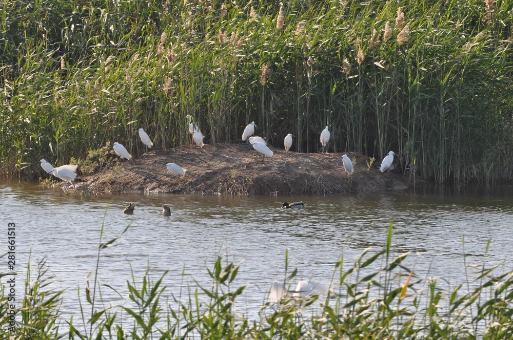 Obraz premium The beautiful birds Little egret in the natural environment