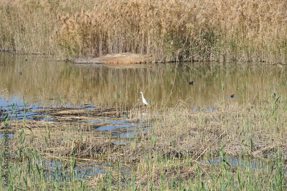 The beautiful birds Little egret in the natural environment The beautiful birds Little egret in the natural environment