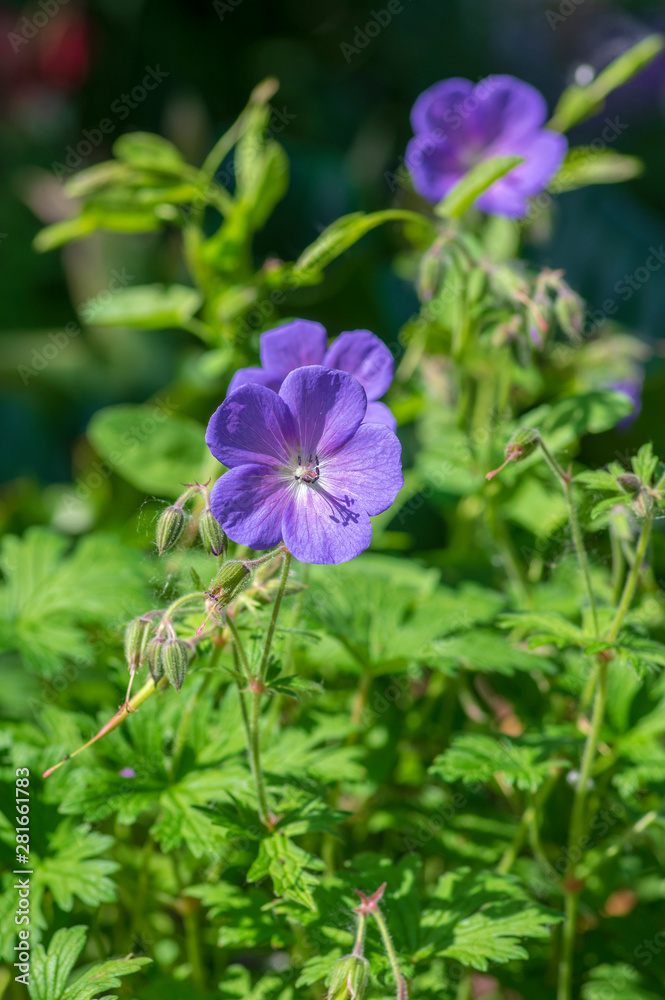 Fototapeta premium Cranesbills group of flowers, Geranium Rozanne in bloom, beautiful flowering plant with green leaves