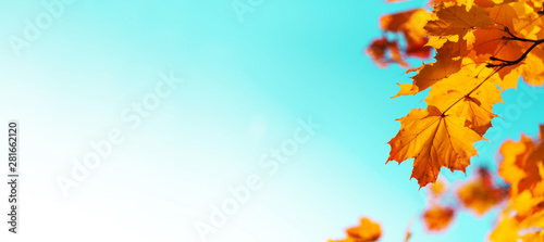 Golden autumn concept with copy space. Sunny day, warm weather. Autumn yellow leaves on blue sky background.