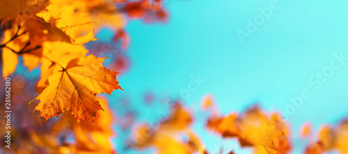 Autumn yellow leaves on blue sky background. Golden autumn concept. Sunny day  warm weather.
