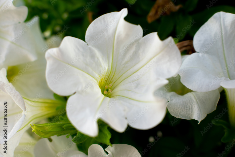 Open white sheet, shaped like a back Open white sheet, shaped like a back