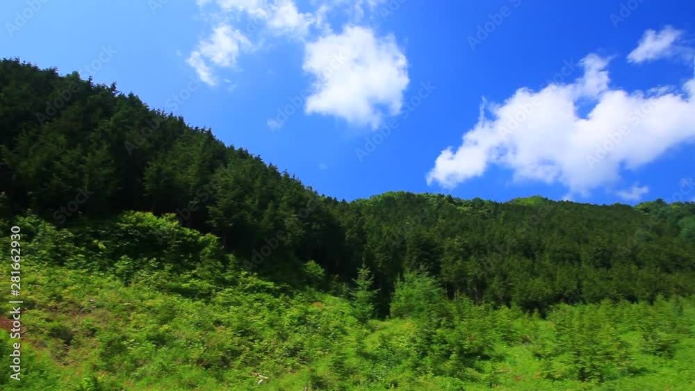 Forest on mountainside under blue sky, Nagano City, Japan Forest on mountainside under blue sky, Nagano City, Japan