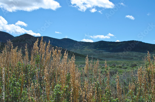 The dry sage weeds along the valley in the utah landscape. 