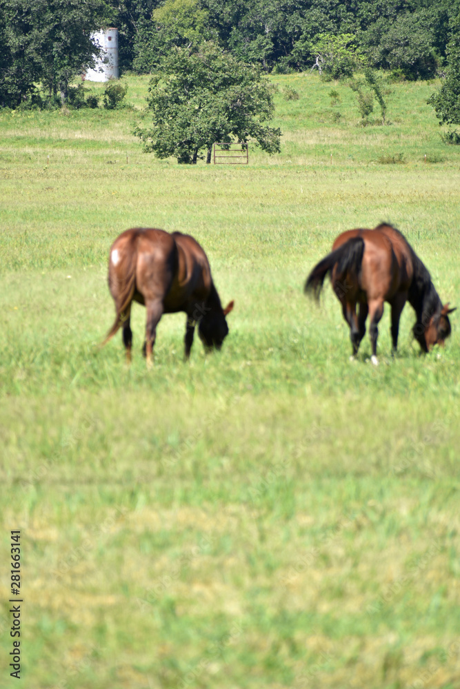 Horses in the Pasture