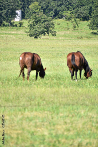 Horses in the Pasture