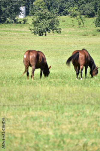 Horses in the Pasture © LaDonna