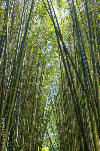 Bamboo grove  Australia