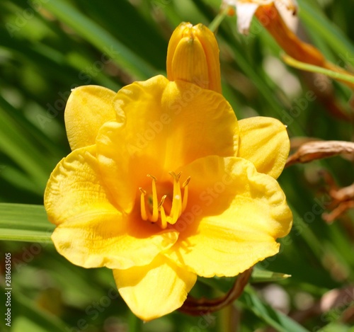 A close view of the yellow flower in the garden.