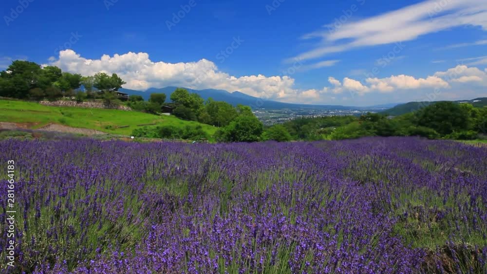 View of lavender field, Ueda City, Nagano Prefecture View of lavender field, Ueda City, Nagano Prefecture